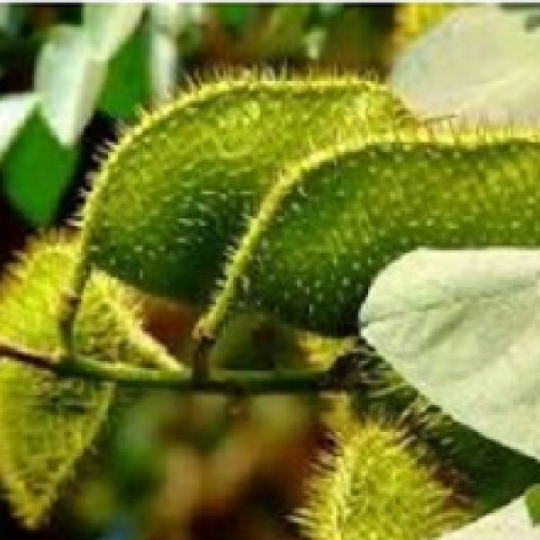 Sagargota Plant - Caesalpinia bonduc